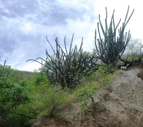Cabras en el barranco Cabras en el barranco