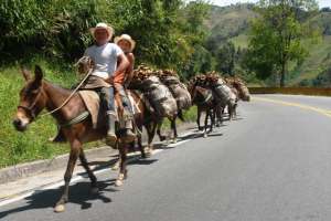 las mulas Mulas de carga
