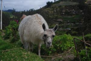 los animales empiezan a cambiar