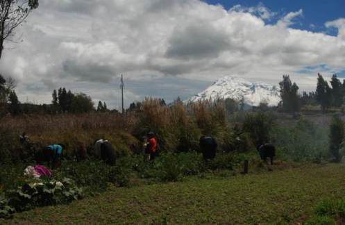 Trabajando al pie del Chimborazo