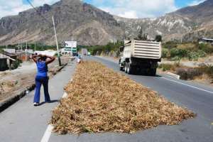 Frijoles Secando frijoles en la Pana