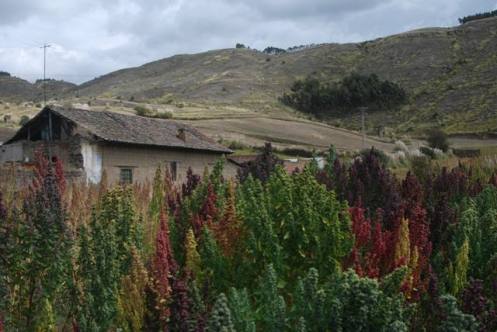Entre trigo, cebada y adobes