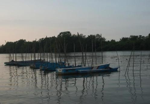 Manglar de Jambelí