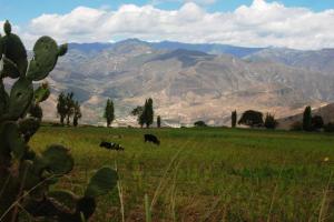 montañas con tunas Valle del Chota