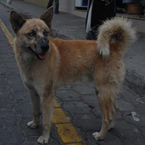 nacho el gemelo de Nacho