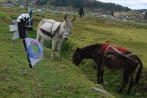Rosendo y sus amigos burros