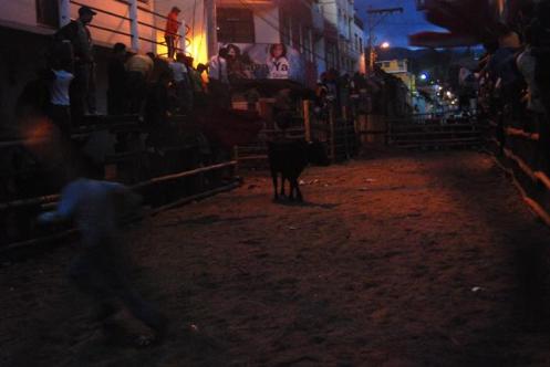 Toros Toros de pueblo de Cayambe
