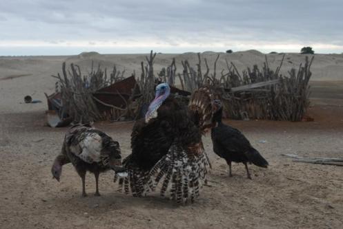 Chompipes, muy representativos de esta zona