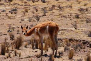 Bicuña al oriente 2 Vicuña solitaria
