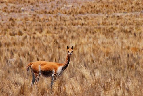 Vicuña en camuflaje Vicuña en sepia