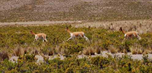 Bicuñas Corriendo libres...corriendo...silvestres