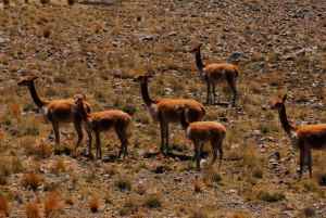 Bicuñas grupo 1 Vicuñas en grupo