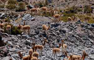 Bicuñas grupo 2 la manada y su líder