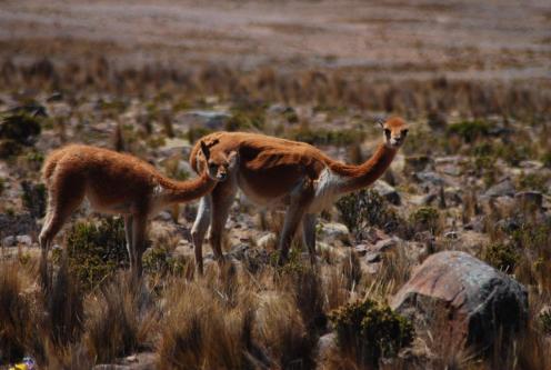 Bicuñas_mirando Vicuñas curiosas