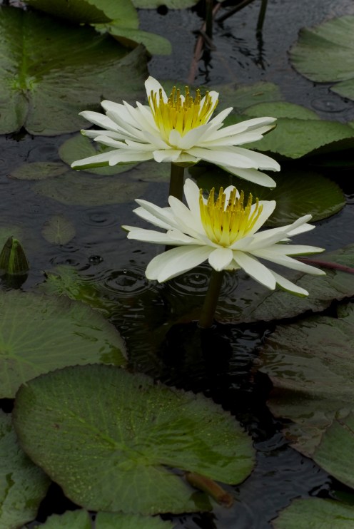 Flor de Lotto Flor de Lotto, Villa Rica