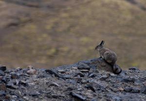 Conejito Viscacha