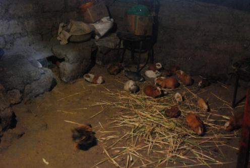 Cuyes en la cocina Cuyes en la cocina