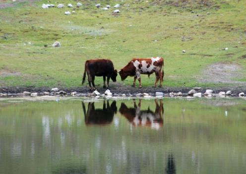 Espejo de vacas 1 Espejo de vacas