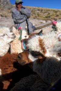Grupo de llamas Llamas en camión