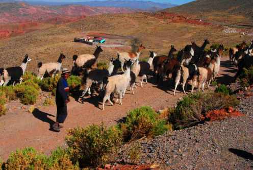 entre llamas entre llamas