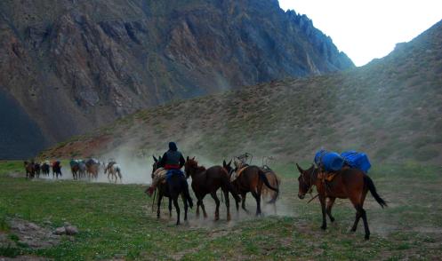 los caballos llevan la carga