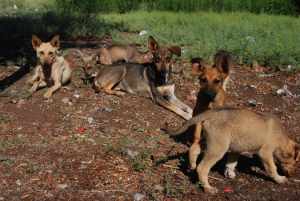 Perritos de la Calle Perritos de la Calle