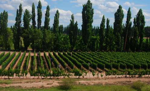 Viñedos de Mendoza