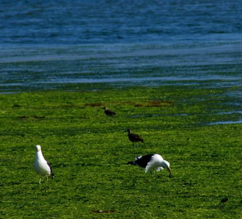 Aves de Chiloé