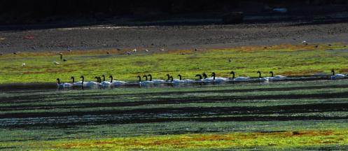 Cisnes de cuello negro