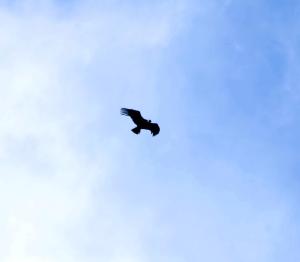 El condor entre las nubes El condor entre las nubes