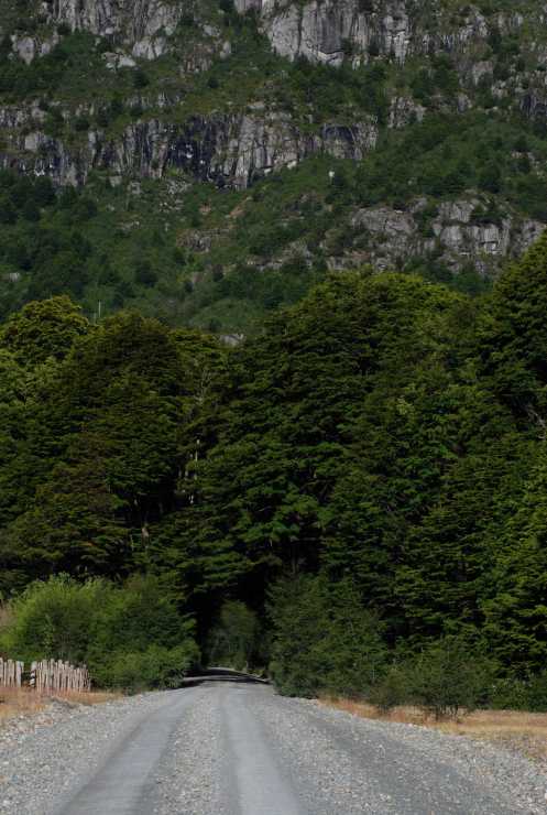 Túnel de árboles Túnel de árboles