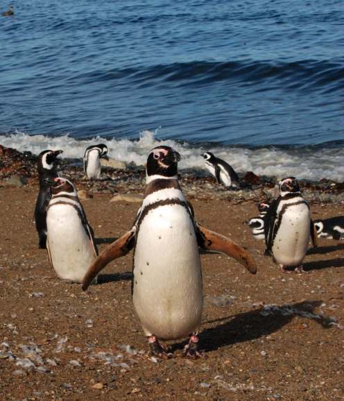 alas abiertas alas abiertas