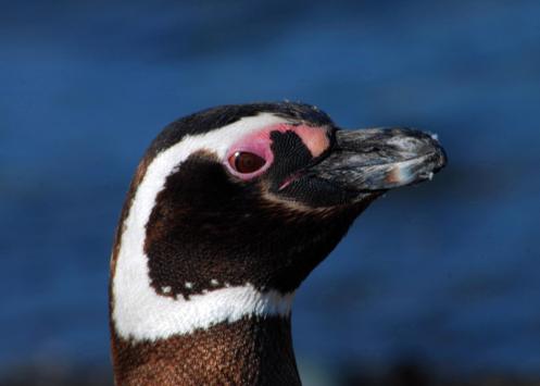 por ellos... por ellos...