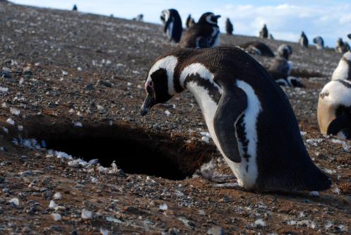 entrando a casa entrando a casa