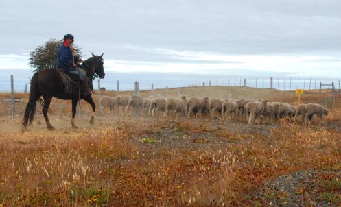 huaso patagónico huaso patagónico