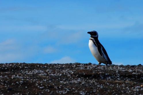 hacia al sol hacia al sol