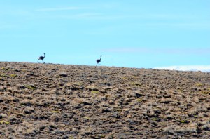Ñandus en el horizonte Ñandus en el horizonte