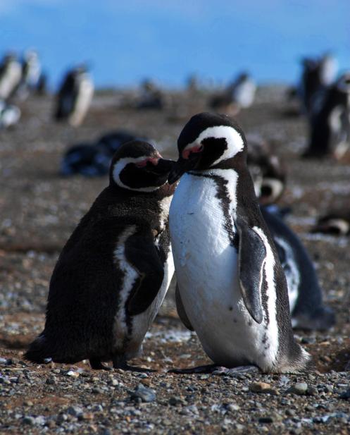toda una vida en pareja toda una vida en pareja