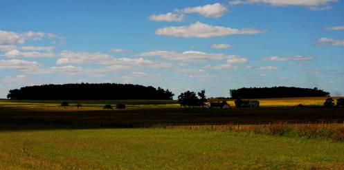 bosques entre campos bosques entre campos