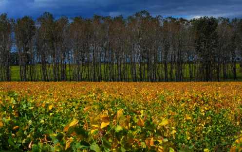 Eucaliptos y sorgo Eucaliptos y sorgo