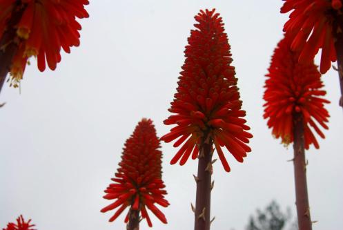 flores entre neblinas