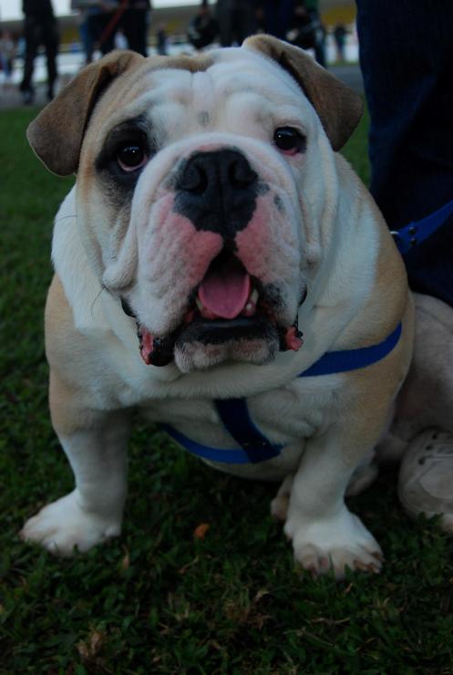 Bull Dog Inglés Bull Dog Inglés