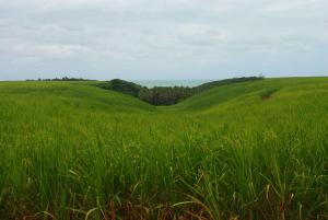 Los cañales arrasaron con la mata atlántica