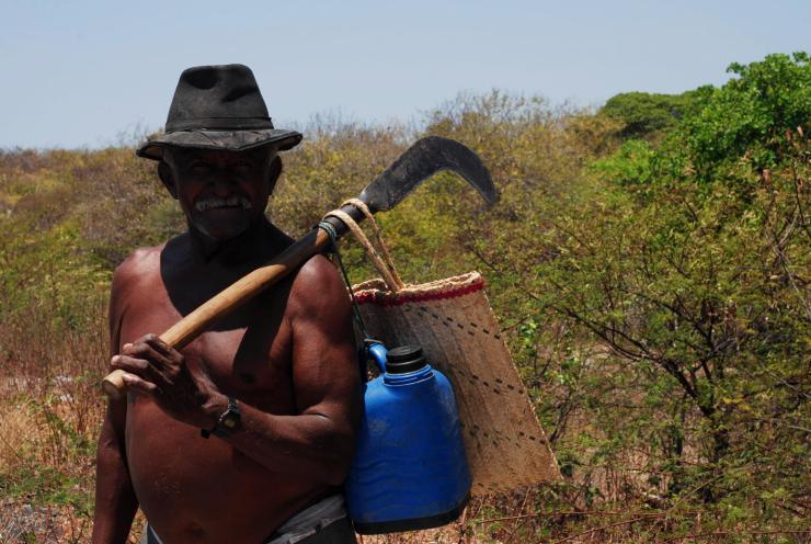 marañorero (cajueiro)