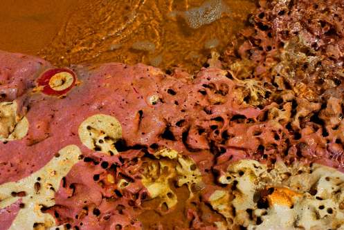 arrecifes veteados arrecifes veteados