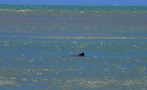 delfines en la orilla delfines en la orilla