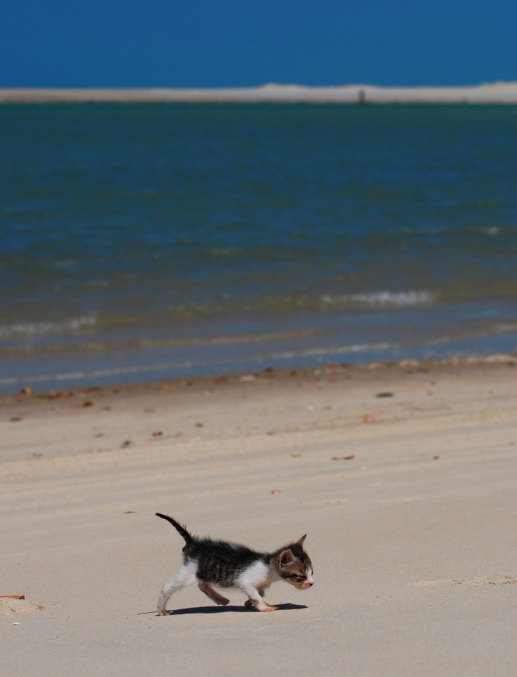 Pedalinho en la playa