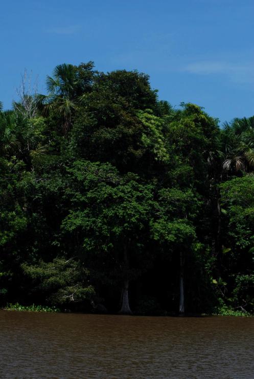 la floresta de los canales 