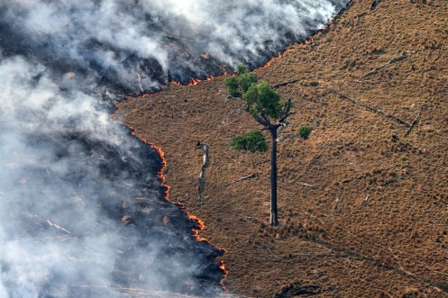 Fotografìa de Rodrigo Baleia para Greenpeace_Alta Floresta