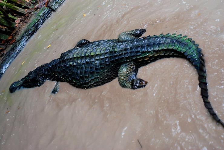 Caimán amazónico